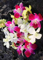 mixed loose orchids